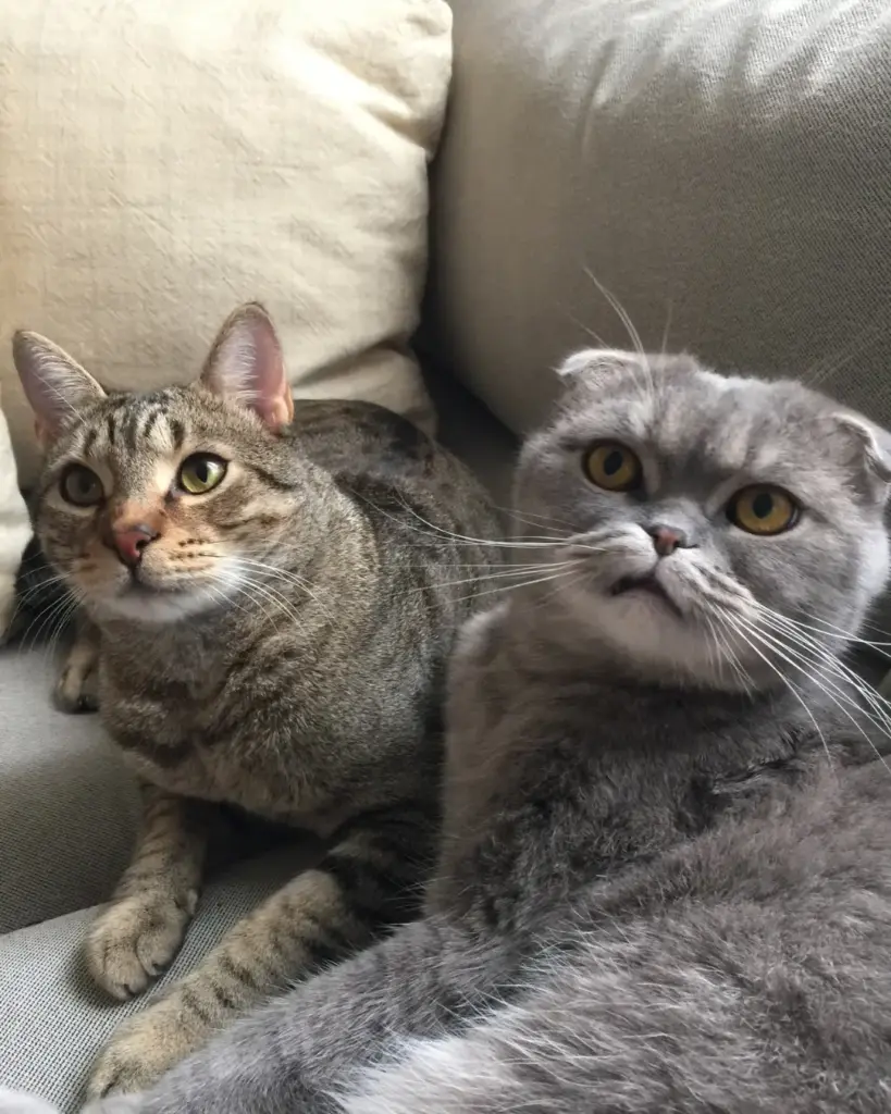 Gökhan Avcıoğlu Özlem Avcıoğlu ve kedileri